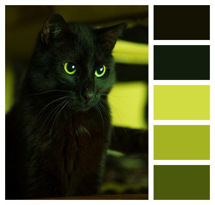 Cat Black Domestic Animal Image